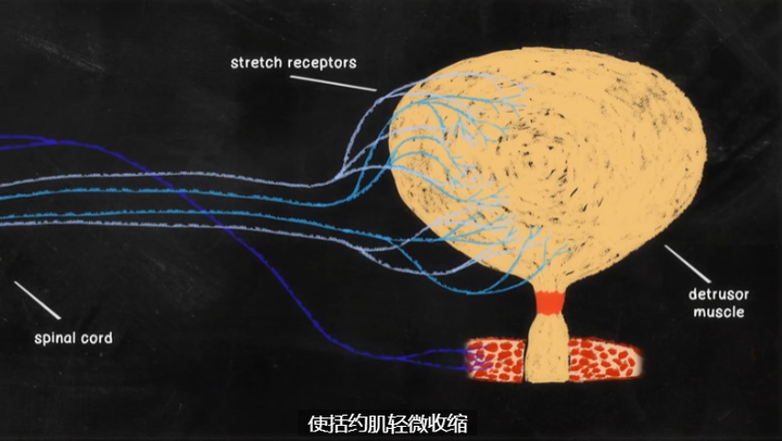 图片[18]-国庆资源荒？TED-ed系列700集英文动画短片，给孩子来一场知识风暴[24P]-黎明岛-互联网资源